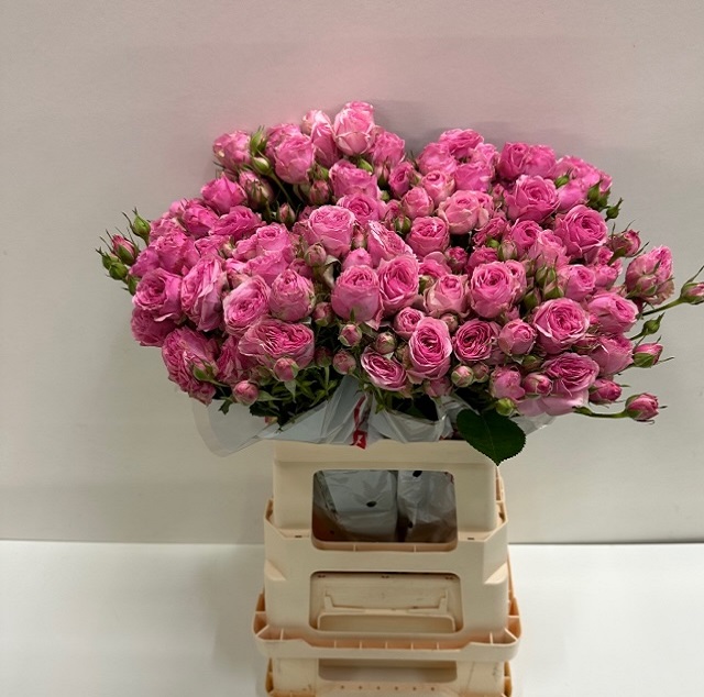 Rosa tros yvette SB.jpg